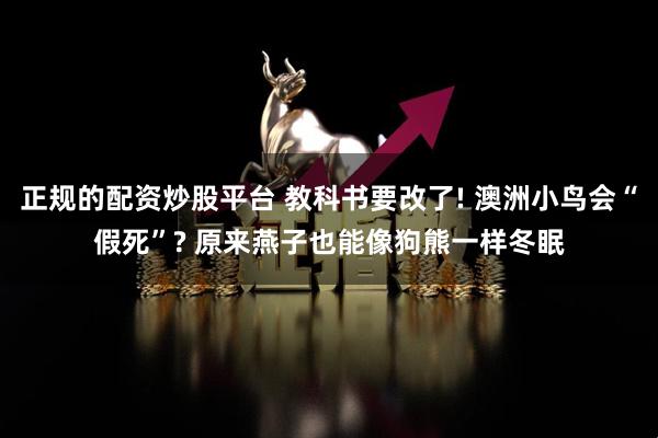 正规的配资炒股平台 教科书要改了! 澳洲小鸟会“假死”? 原来燕子也能像狗熊一样冬眠
